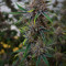 Peyote Critical (Barney's Farm) Cannabis-Samen zu verkaufen