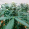 Bruce Banner #3 Auto feminized seeds for sale