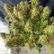 Liberty Haze Seeds - Cannabis Strain Seeds for Sale