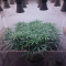 Mimosa x Orange Punch Seeds (Barneys Farm)