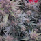 Achetez des graines féminisées Purple Juice Auto par Herbies Seeds