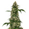 Sensi #11 (Sensi Seeds)
