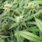 Graines de cannabis Banana Diesel (Holy Smoke Seeds)