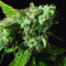Blue Dream Seeds (Blimburn Seeds)