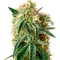 Damn Sour (GHS) Cannabis-Samen