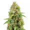 Do-si-Dos (Herbies Seeds)