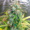 Graines féminisées de GG#4 Original Glue Auto (Fast Buds)