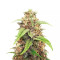 Gorilla Glue (Herbies Seeds)