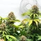Ghost Train Power Feminized Seeds (Original Sensible Seeds)