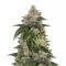 Kerosene Krash feminized seeds