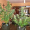 Larry OG Kush Seeds