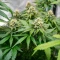 Leda Uno feminized seeds