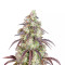 Lemon Pie Auto Seeds
