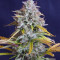 Semillas feminizadas Lemon Pie Auto (Fast Buds)