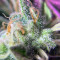 Monkey GG#4 Original Glue semi femminizzati