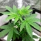 Nikki & Swami’s Maracuya Seeds