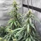 Semillas Feminizadas Pineapple Runtz Auto (Ethos Genetics)