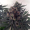 Runtz Muffin Feminized Seeds (Barney’s Farm)