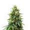 Semi femminizzati Runtz Triploid