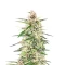 Skywalker Autoflower Feminized Seeds (Seedkeepers)