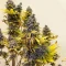 White Widow (RQS)