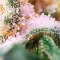 Widow 2004 regular seeds