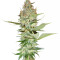 Wonder Woman regular (Nirvana Seeds)
