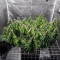 XXL Fem Mix Feminized Seeds (Seedstockers)