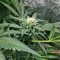 The White Fire OG Feminized Seeds (Seedkeepers)