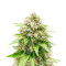 Trainwreck (Herbies Seeds)
