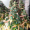 Bruce Banner Fast Version (Herbies Seeds)
