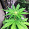 Super Skunk Autoflower (Herbies Seeds)