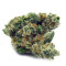 Black Gum feminized seeds