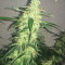 Blackberry Gum Autoflower feminisierte Samen