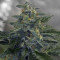Bruce Banner #3 Auto strain