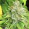 Graines de cannabis Buzz Light Gear (Dr. Krippling Seeds)