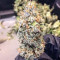 Chem Berry D semi regolari