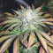 Chemdawg Seeds (Humboldt Seeds Organization)
