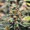 Graines de cannabis Cum Laude (Positronics Seeds)