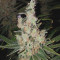 Double Glock Seeds