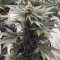 Eleven Roses Seeds (Delicious Seeds)