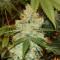 Girl Scout Cookies (Cali Connection Seeds)