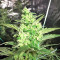 Julies Cookies Seeds