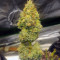 OG 13 (G13 Labs)