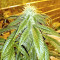 Original Bruce Banner Seeds