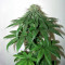 PCK x ErdPurt (Ace Seeds)
