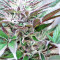 Panama D.C. Seeds