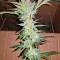 Semi femminizzati di Pineapple