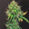 Polar Express Auto strain