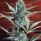 Somango (Soma Seeds)